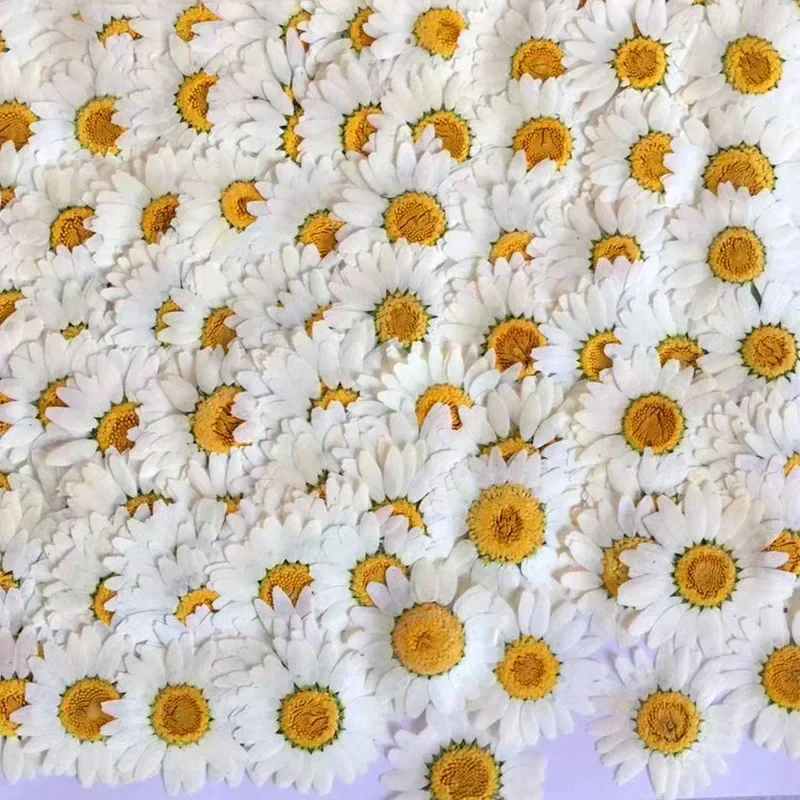 60X Pressed Dried Natural Whit - Dried Flower Bookmark ulasan dan harga