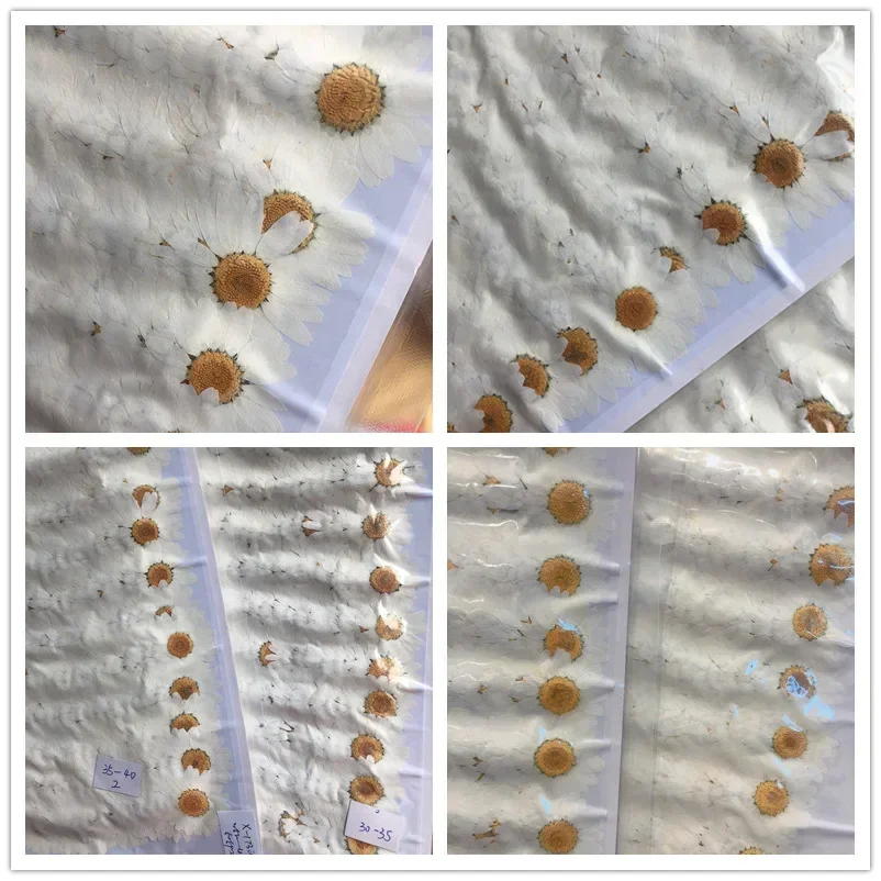 60X Pressed Dried Natural Whit - Dried Flower Bookmark ulasan dan harga