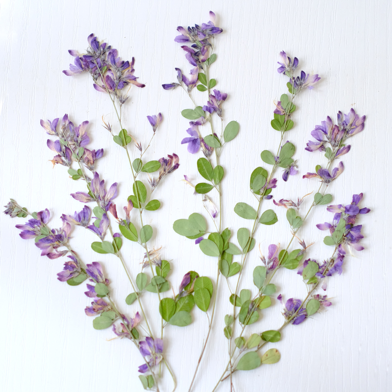 6pcs,nature Lespedeza Formosa  - Dried Flower Bookmark ulasan dan harga