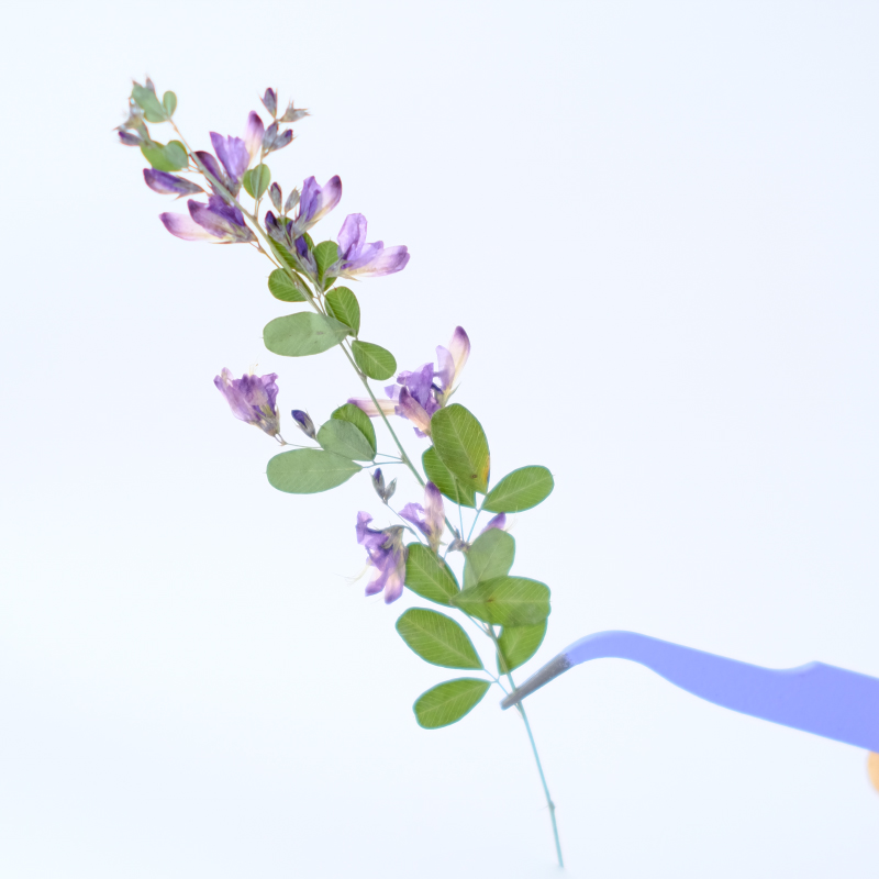 6pcs,nature Lespedeza Formosa  - Dried Flower Bookmark ulasan dan harga