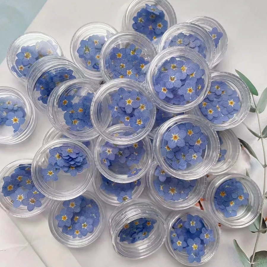 Natural Pressed Dried Blue For - Dried Flower Bookmark ulasan dan harga