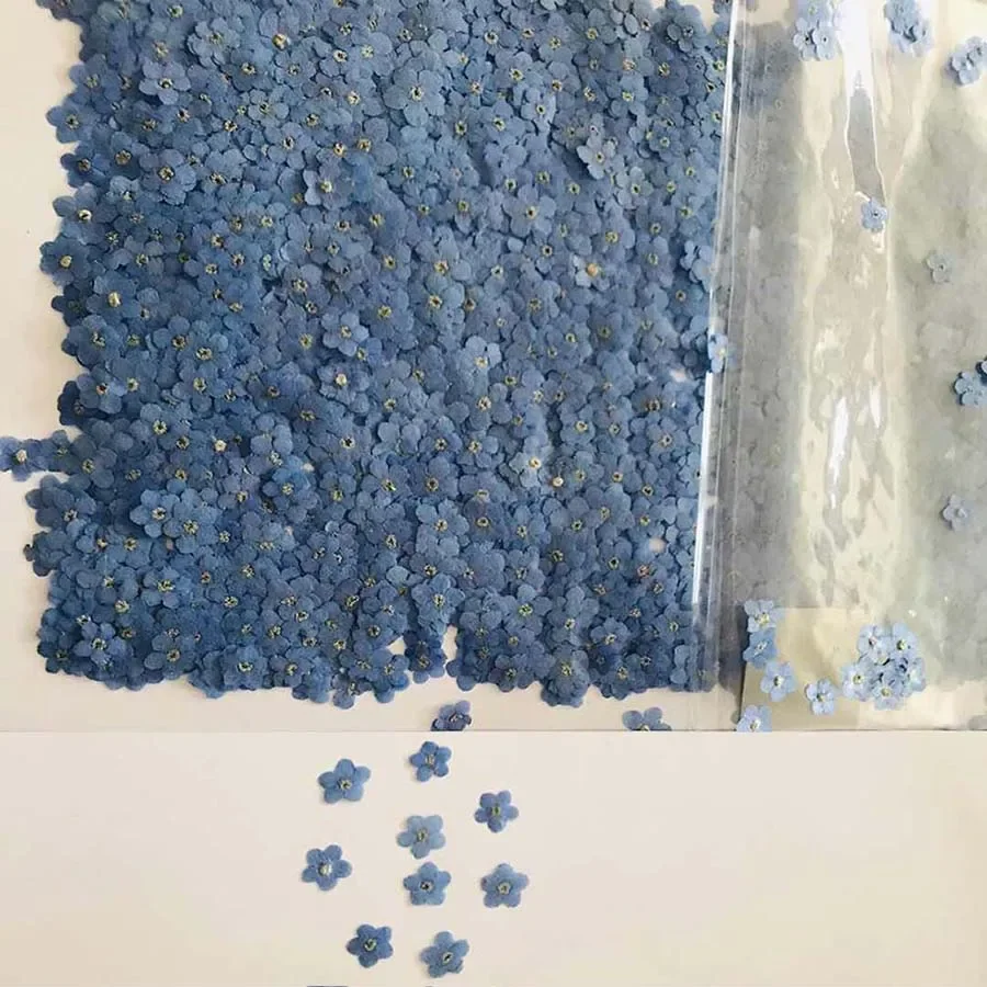 Natural Pressed Dried Blue For - Dried Flower Bookmark ulasan dan harga