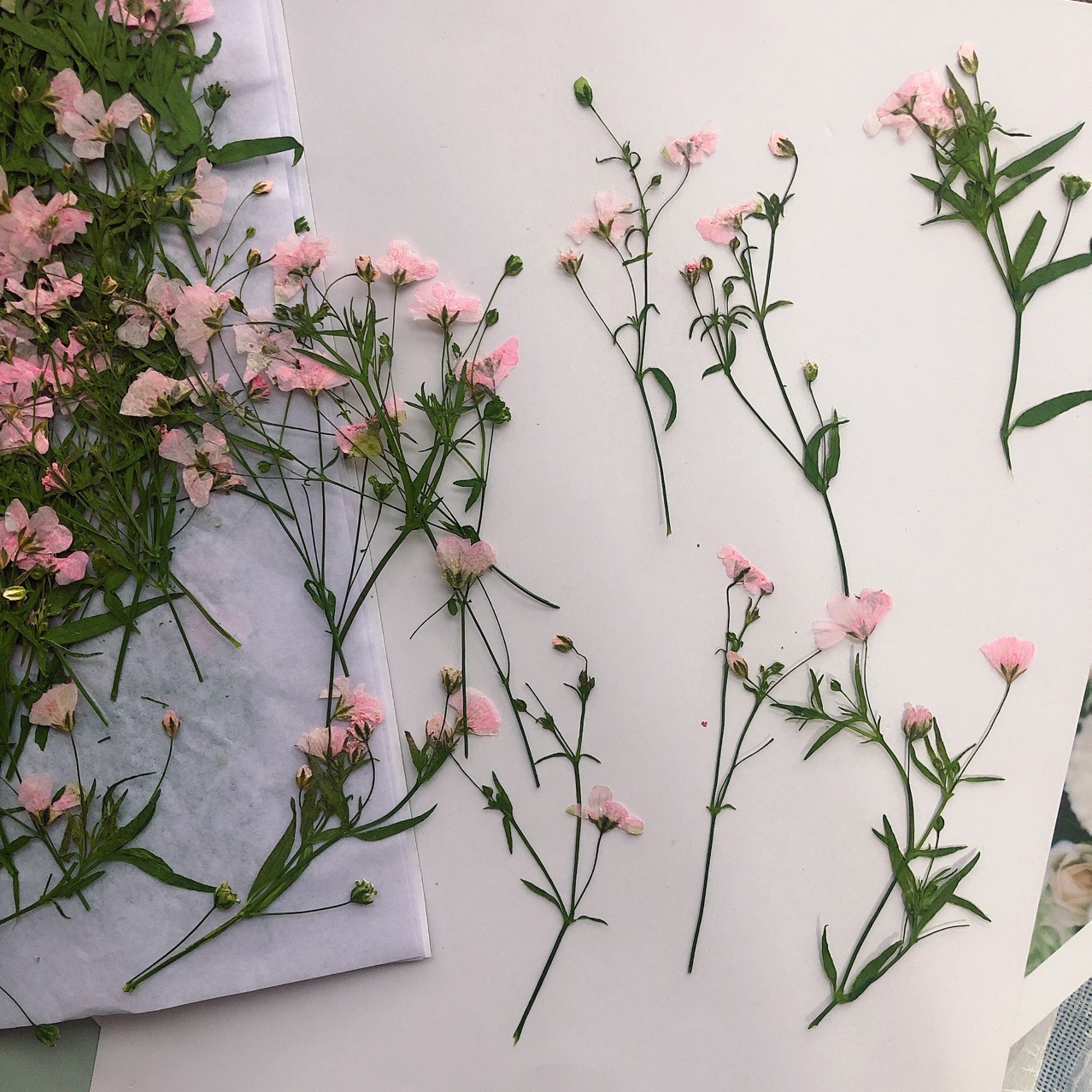 12pcs 5-6cm Dry Flower head Dr - Dried Flower Bookmark ulasan dan harga
