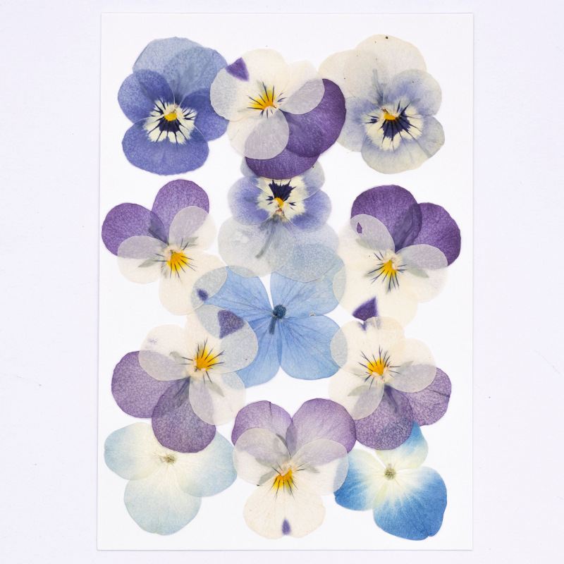 12pcs,Real Viola Cornuta Press - Dried Flower Bookmark ulasan dan harga