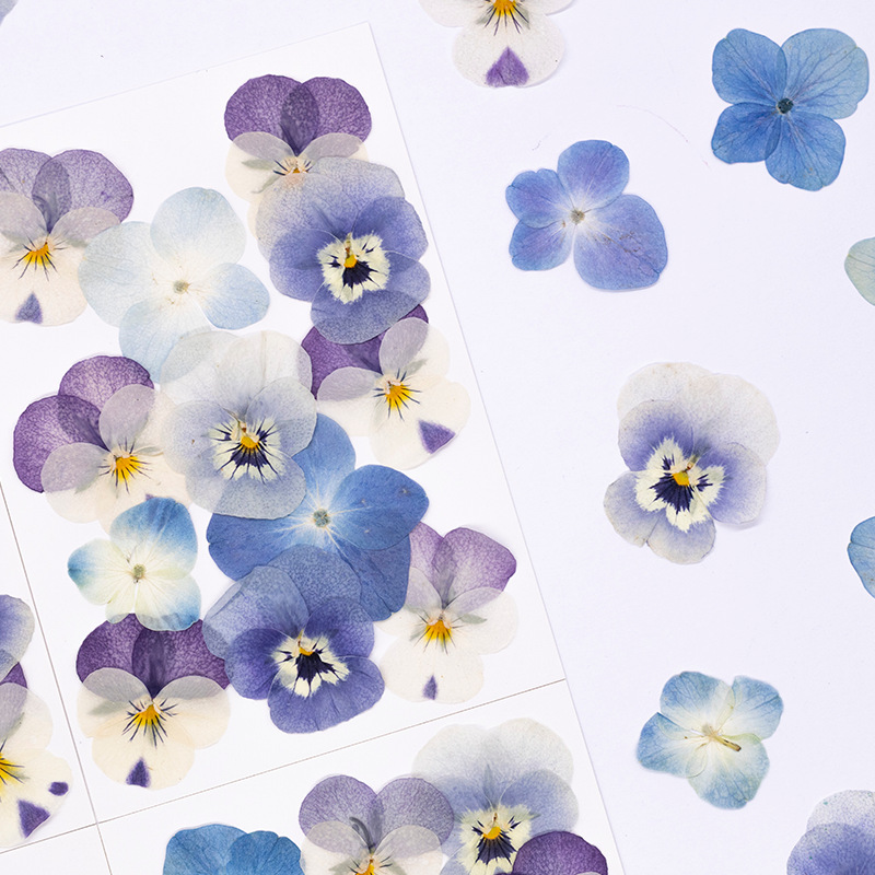 12pcs,Real Viola Cornuta Press - Dried Flower Bookmark ulasan dan harga
