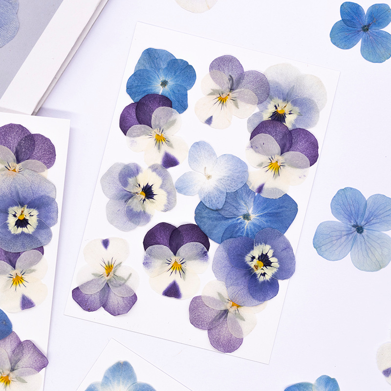 12pcs,Real Viola Cornuta Press - Dried Flower Bookmark ulasan dan harga