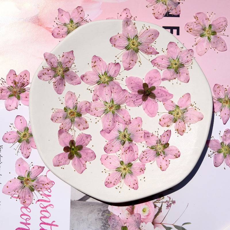 3-4cm./6pcs,Pink Peach Blossom - Dried Flower Bookmark ulasan dan harga