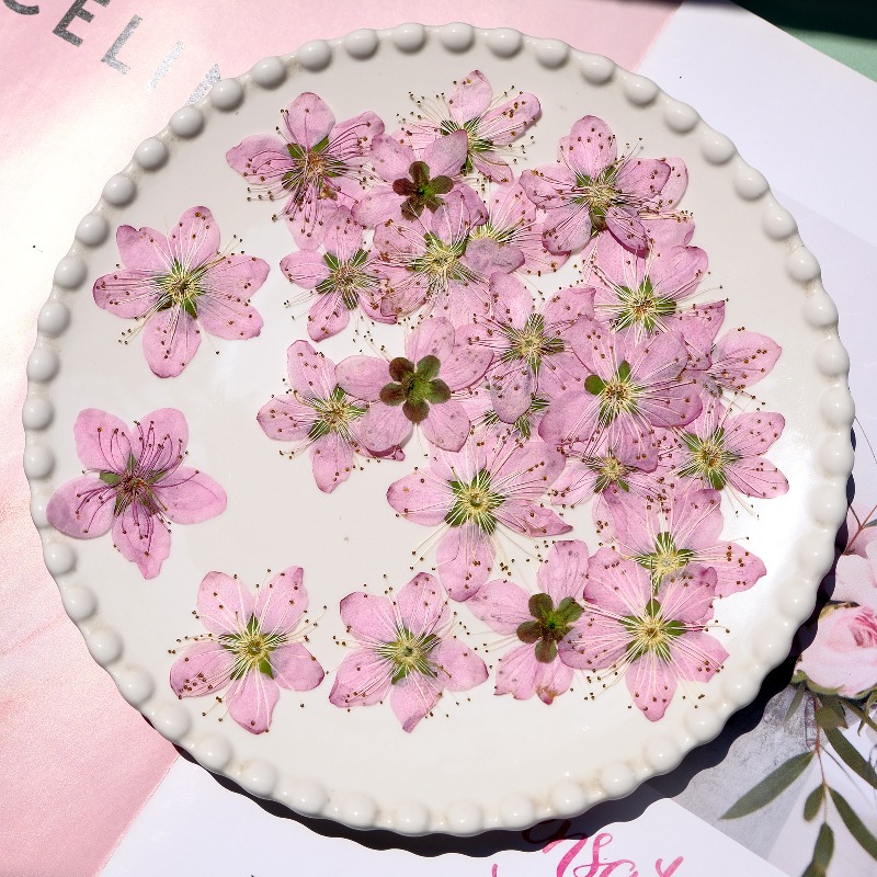 3-4cm./6pcs,Pink Peach Blossom - Dried Flower Bookmark ulasan dan harga