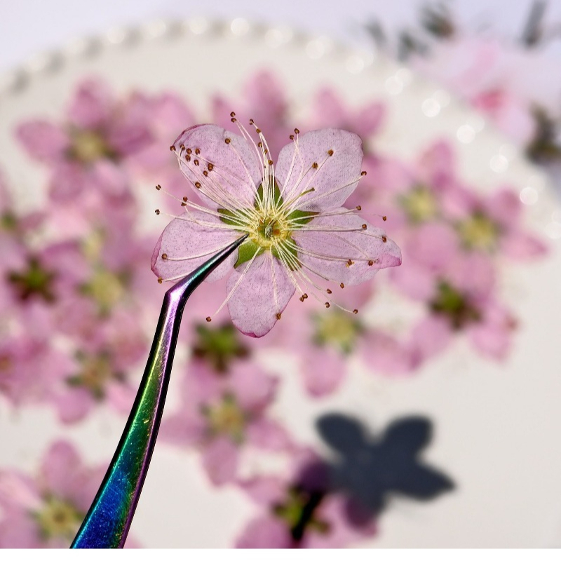 3-4cm./6pcs,Pink Peach Blossom - Dried Flower Bookmark ulasan dan harga