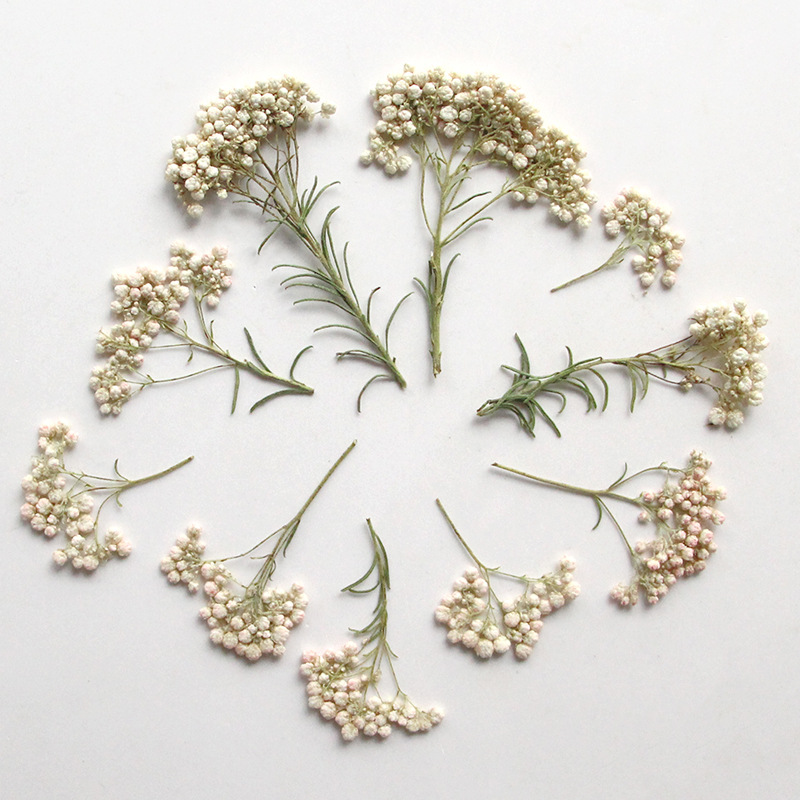 12pcs, Nature Millet Flower Br - Dried Flower Bookmark ulasan dan harga