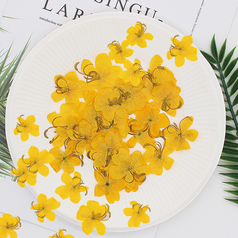 60pcs Dried Pressed Yellow/Ora - Dried Flower Bookmark ulasan dan harga