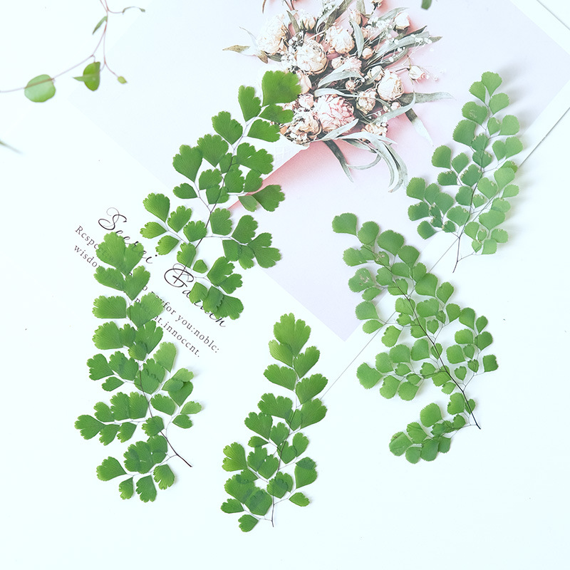 60Pcs Natural Plant Real Flowe - Dried Flower Bookmark ulasan dan harga