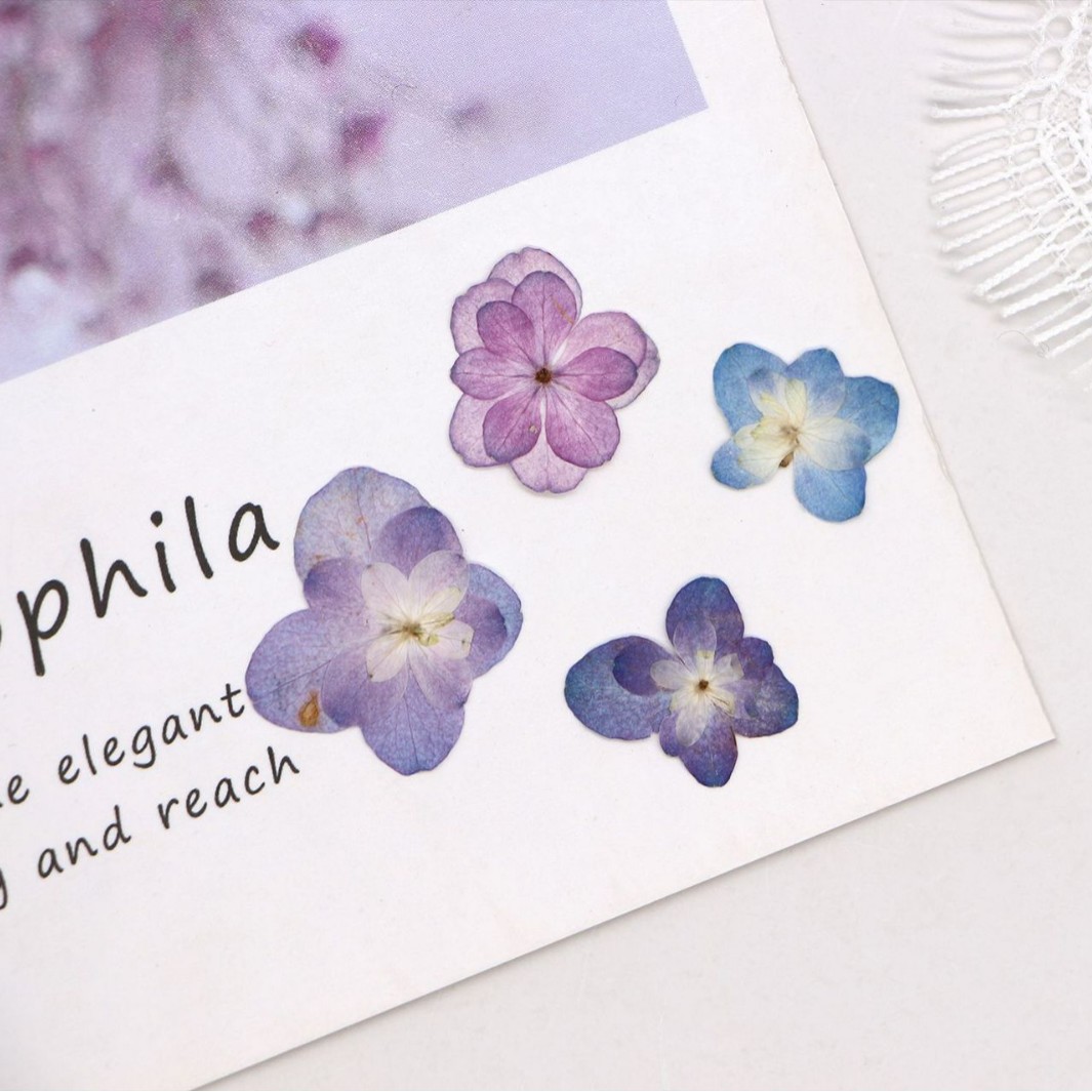 60Pcs Mini Double-Flowered Hyd - Dried Flower Bookmark ulasan dan harga