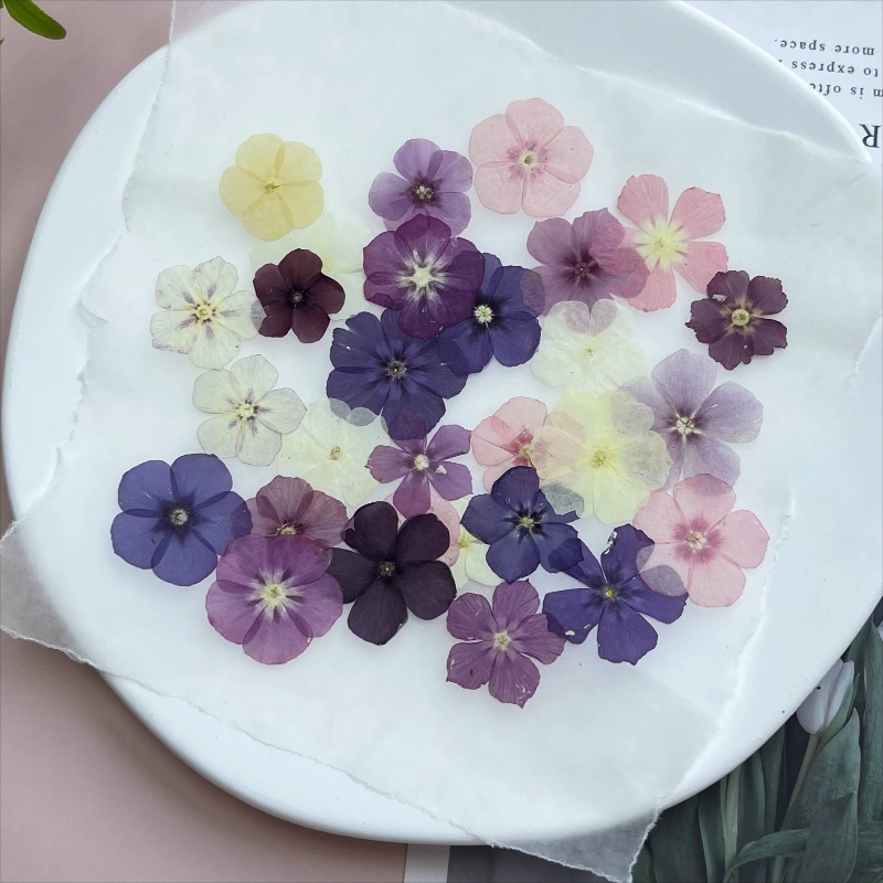 12pcs,Semi-Transparent Niche P - Dried Flower Bookmark ulasan dan harga