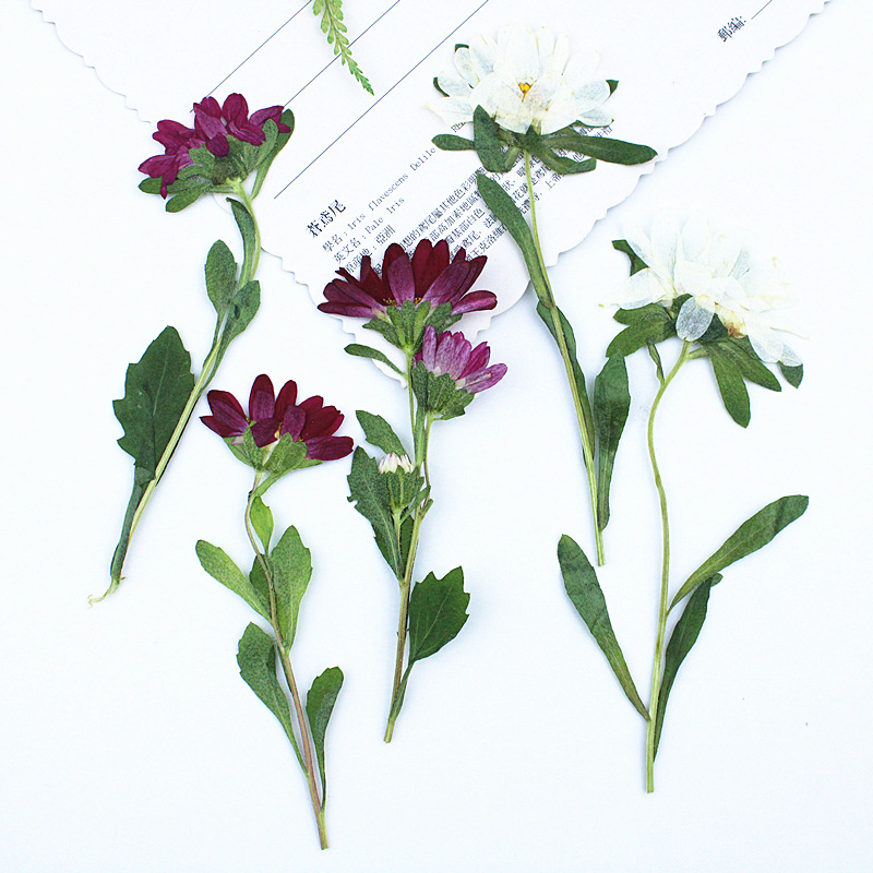 24pcs,Mini Chrysanthemum Press - Dried Flower Bookmark ulasan dan harga
