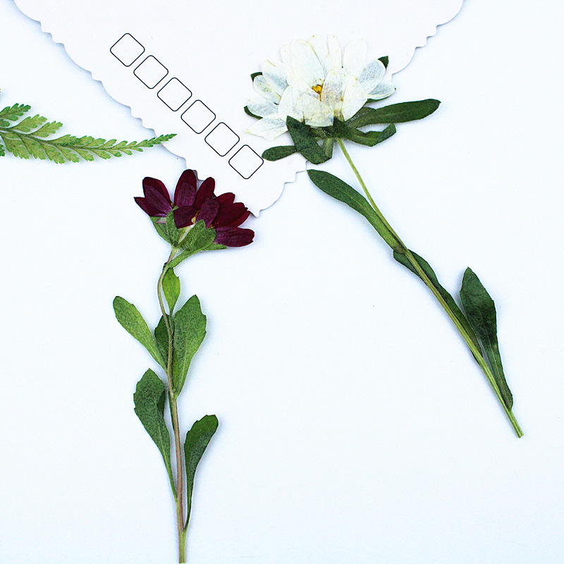 24pcs,Mini Chrysanthemum Press - Dried Flower Bookmark ulasan dan harga