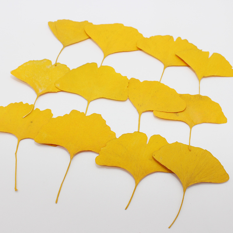 60pcs Pressed Dried Yellow/Gre - Dried Flower Bookmark ulasan dan harga