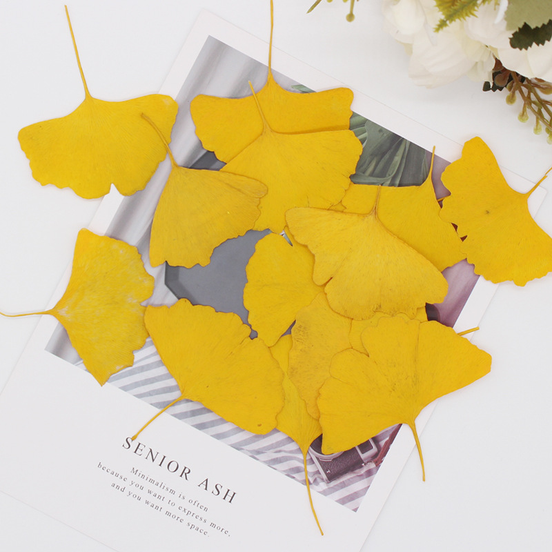 60pcs Pressed Dried Yellow/Gre - Dried Flower Bookmark ulasan dan harga