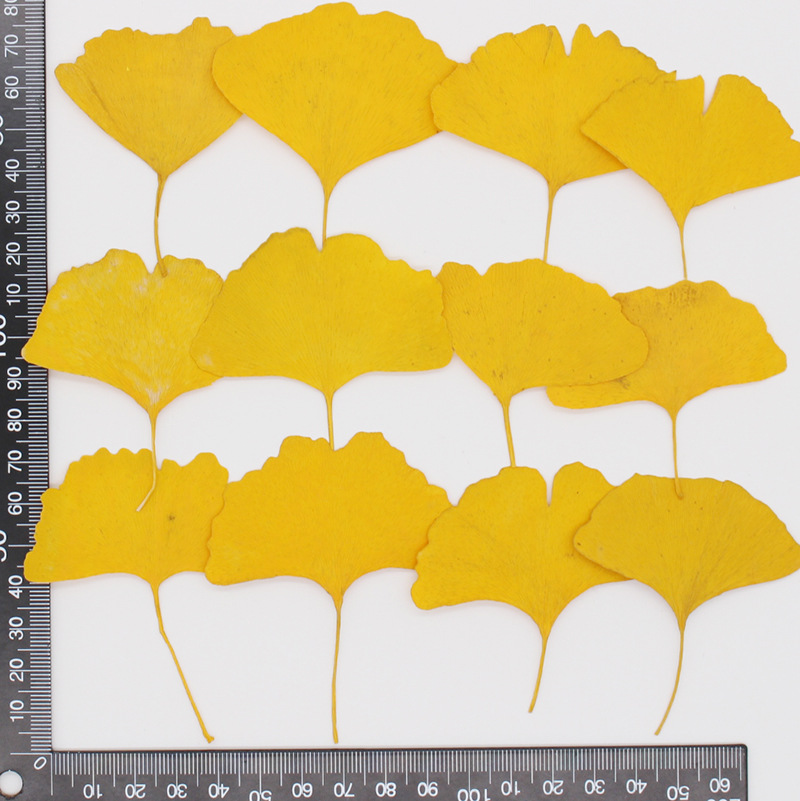 60pcs Pressed Dried Yellow/Gre - Dried Flower Bookmark ulasan dan harga